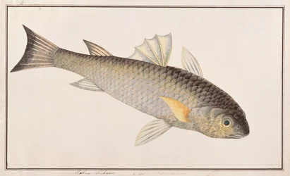 Mulet gris, de dessins de poissons de Malacca, c.1805-18